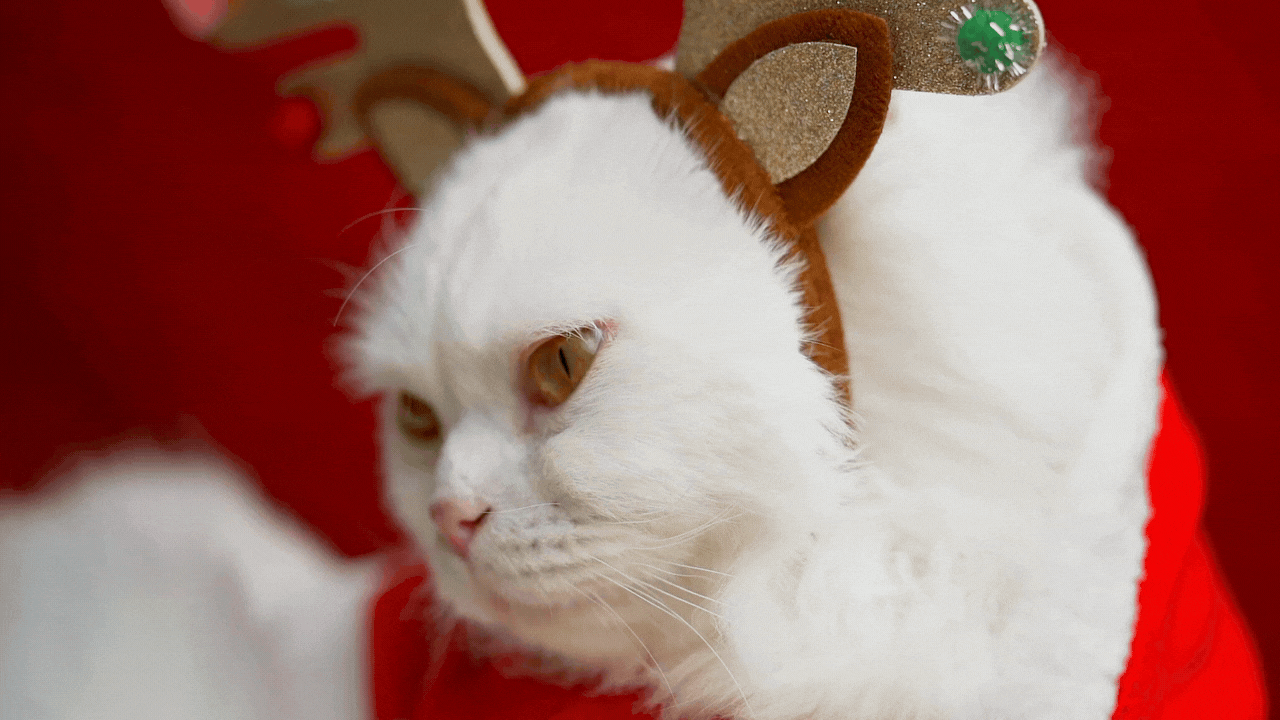 tạo GIF động trên Canva