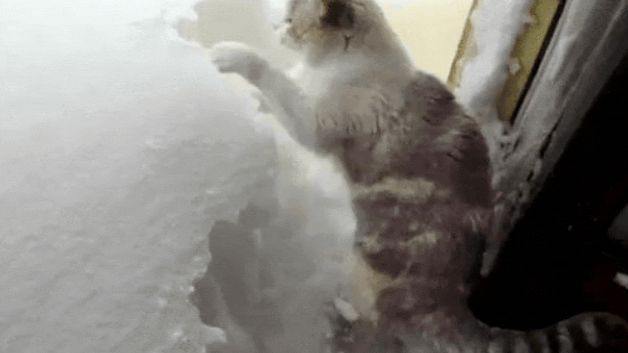 tạo GIF động trên Canva